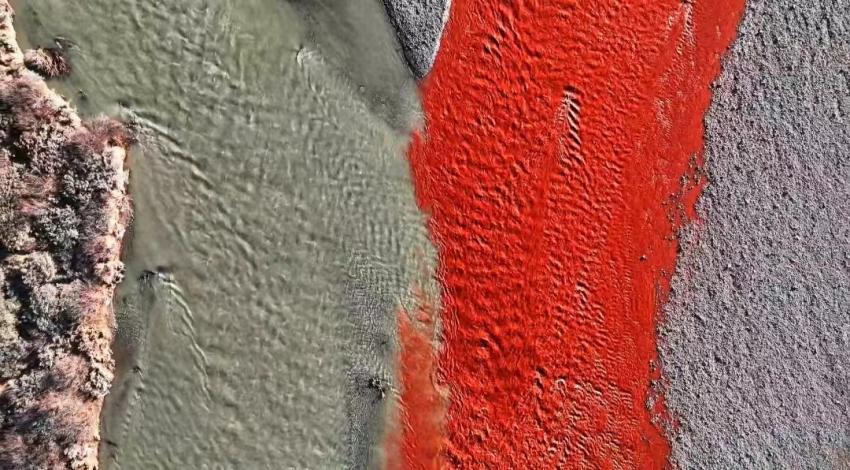 “涇渭分明”景觀。吳永明攝