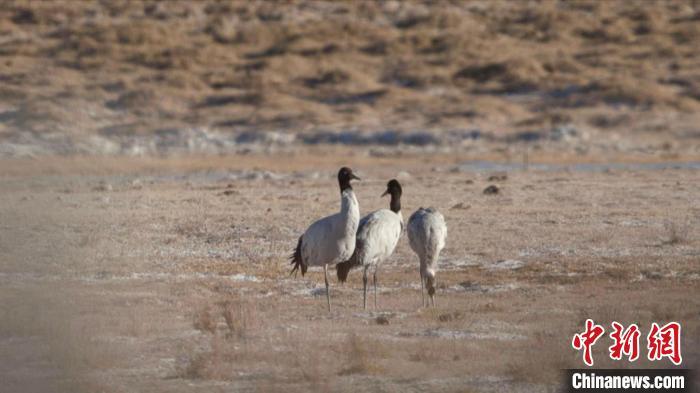 珍稀鳥類黑頸鶴、灰鶴現(xiàn)身青海格爾木